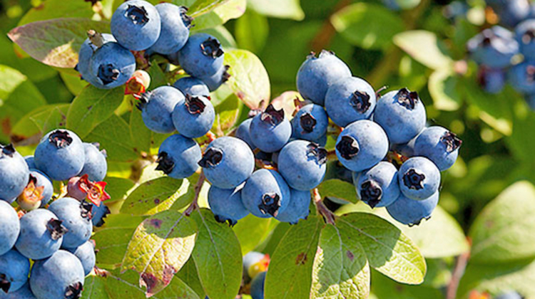 Food Fact: Wild Blueberries