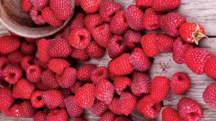 Supplement Spotlight: Red Raspberry Leaf