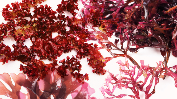 Supplement Spotlight: Sea Moss