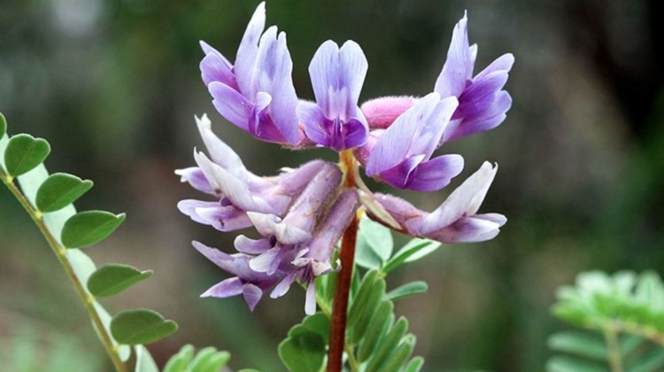 Supplement Spotlight: Astragalus