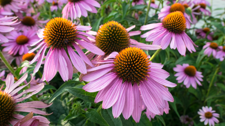 Supplement Spotlight: Echinacea