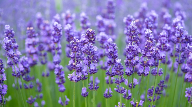 Health Benefits: Lavender
