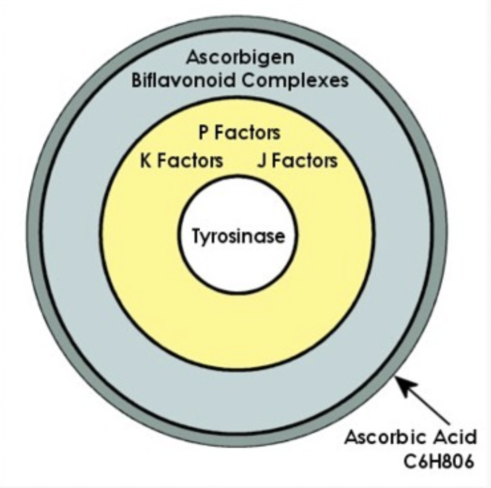 Whole c. Factors &Vitamin c. C-Complex.