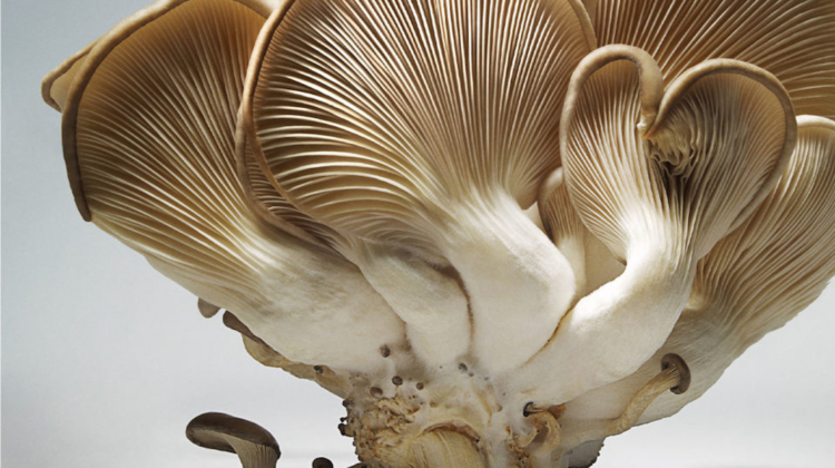 Mushrooms: Your Medicine Cabinet’s BFF