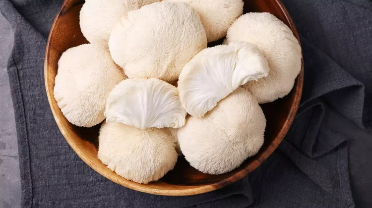 Supplement Spotlight: Lions Mane