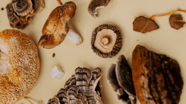 Psychedelic Vs Functional Mushrooms