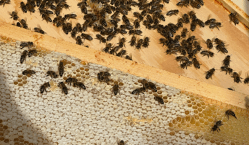 Back to the Hive: A Natural Approach to Beekeeping and Honey