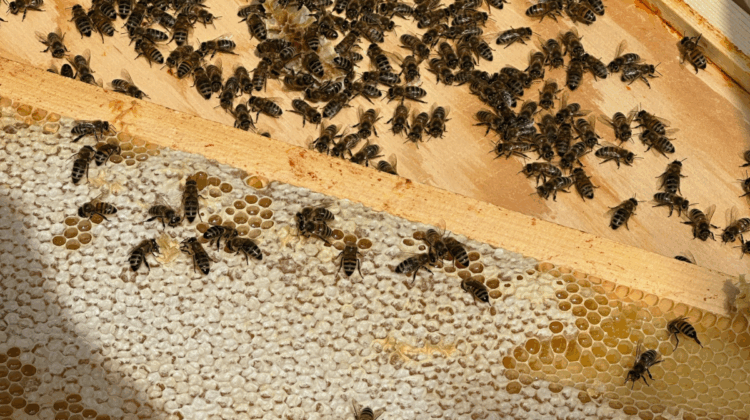 Back to the Hive: A Natural Approach to Beekeeping and Honey