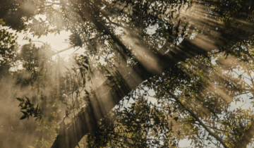 Why Forest Bathing is the Ultimate Reset for Your Mind and Body