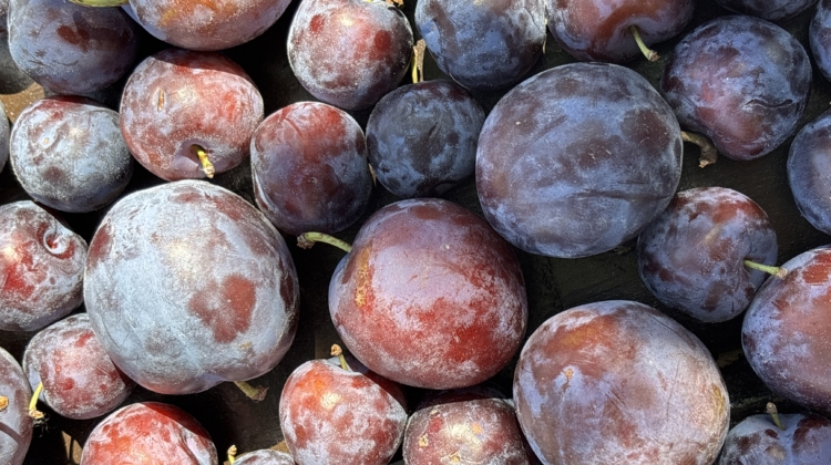 Plum Perfect: Why Plums Are the Secret to Radiant Skin