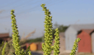 Why End-of-Summer, Beginning-of-Fall Herbs Are Essential