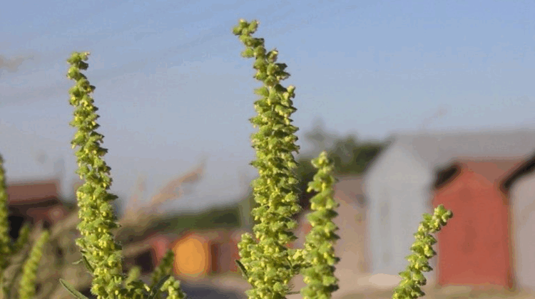 Why End-of-Summer, Beginning-of-Fall Herbs Are Essential