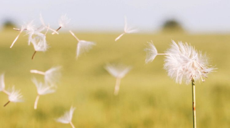 Prepare Your Body for Allergy Season