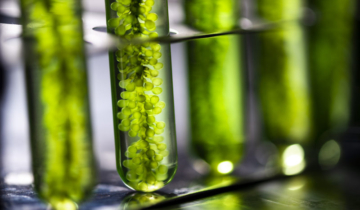 The Skin-Loving Power of Algae